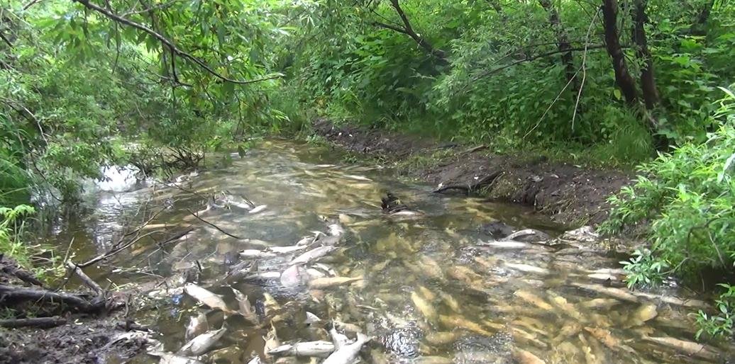 На Камчатке у браконьеров изъяли центнер рыбы и 20 кг икры 